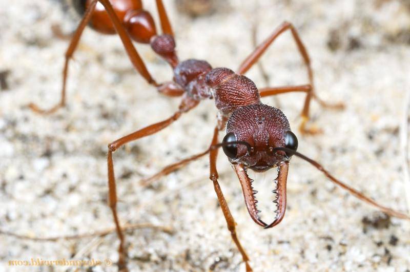 Виды муравьев: бульдоги, жнецы, фараоновы, древоточцы и другие