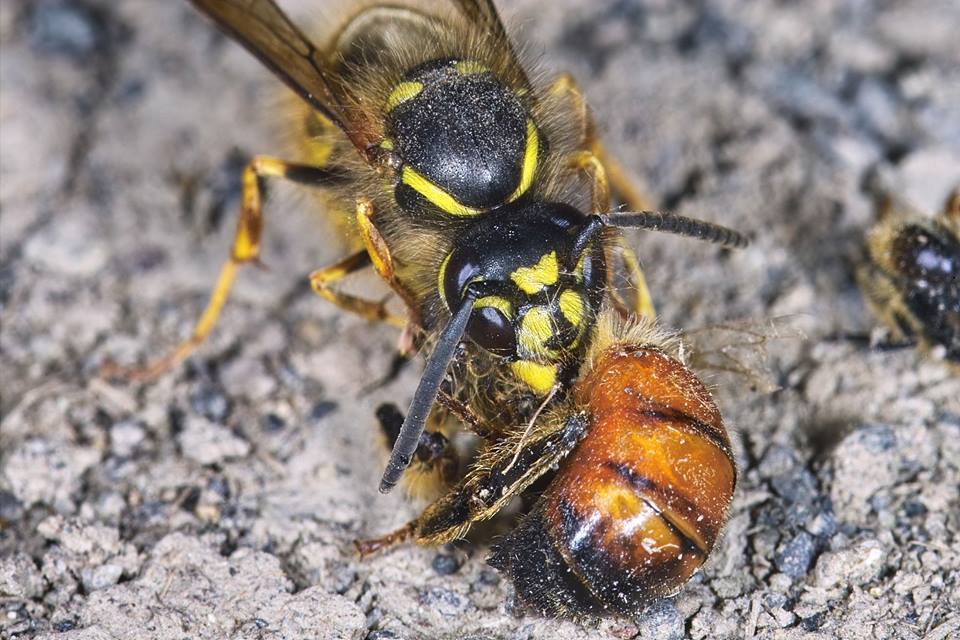 Шершень – фото и описание насекомого различных видов
