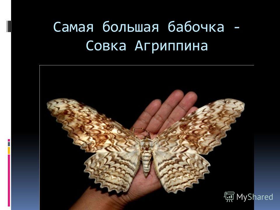 Бабочка совка: описание, меры борьбы, как избавиться от вредителя