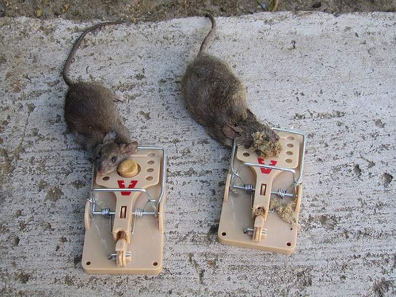 Как поймать крысу в ловушку: крысоловки своими руками