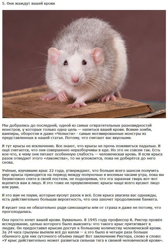 Крысы — удивительные существа. 5 фактов о домашних крысах - mnogo-krolikov.ru
