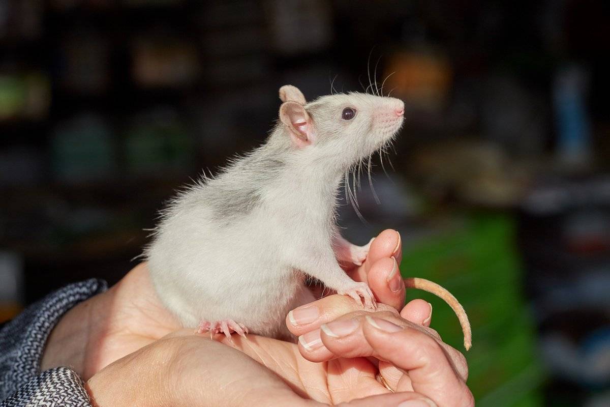 Домашняя декоративная крыса: как ухаживать в домашних условиях, содержание и кормление, всё о ручных крысах, что нужно для питомца