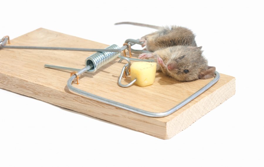 7 best mouse trap options for mouse control