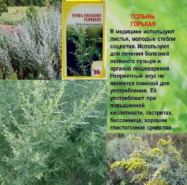 30 самых эффективных средств для избавления от моли в доме навсегда