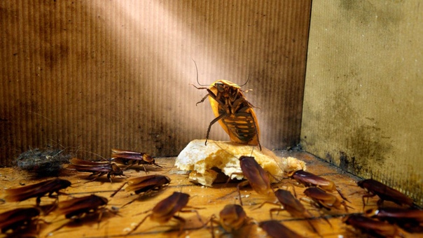 К чему снится тараканы. видеть во сне тараканы - сонник дома солнца