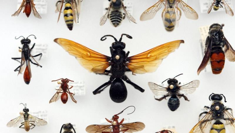 Кто такие осы, как живут и какие их разновидности существуют? оса — строение тела, виды, жилища, характер и образ жизни, питание