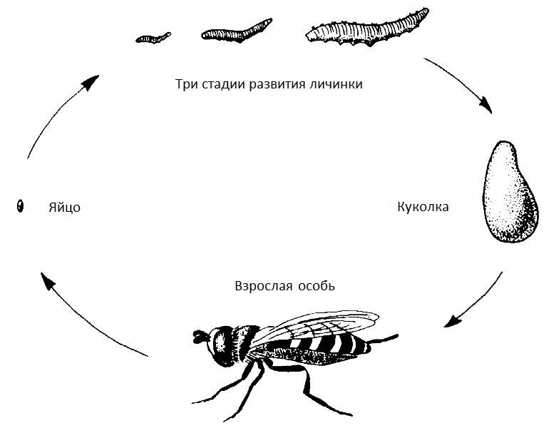 Навозная муха — грозный хищник и помощник человека