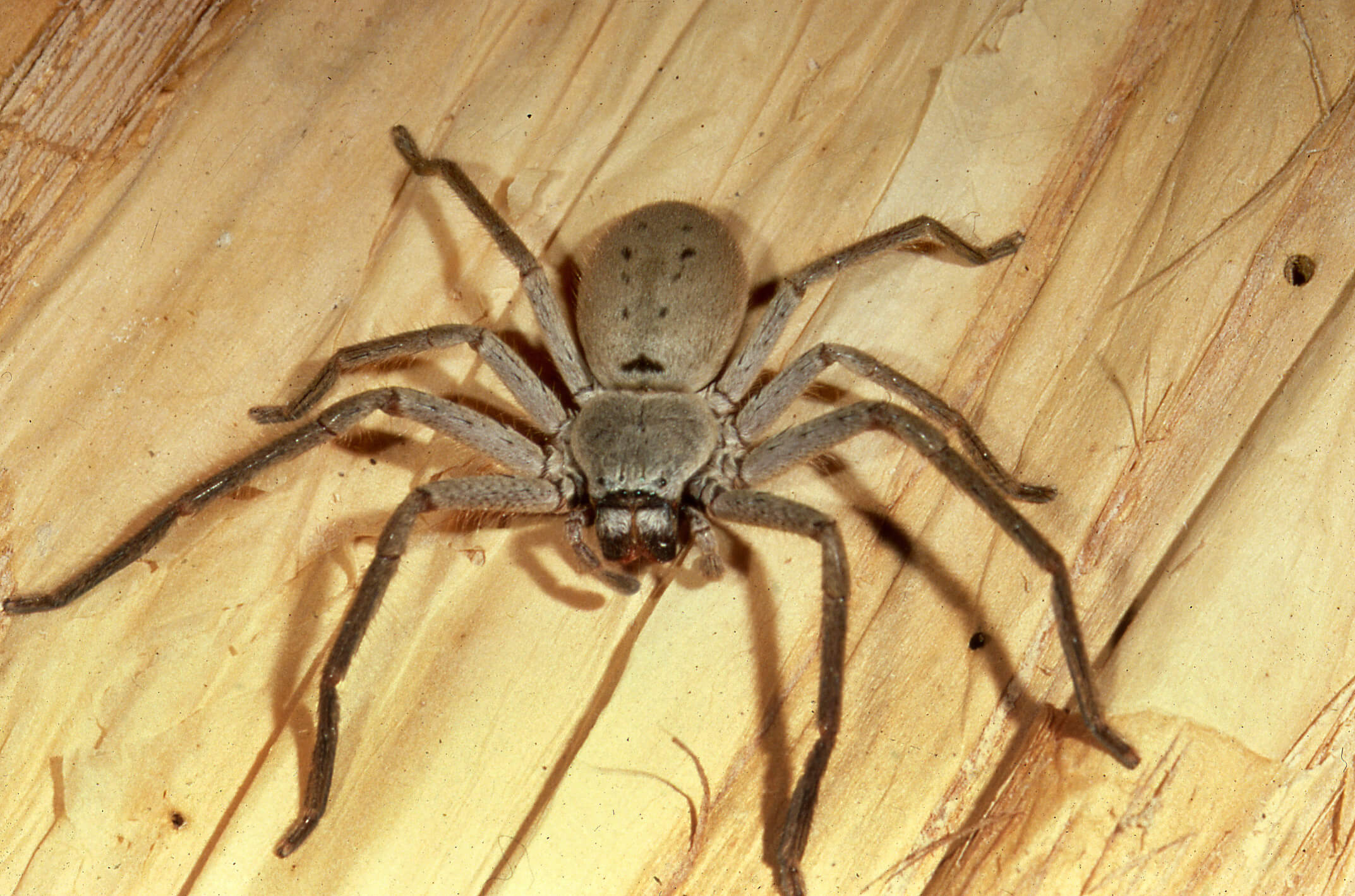 Самый большой паук в мире: как выглядит, размеры, фото, видео.