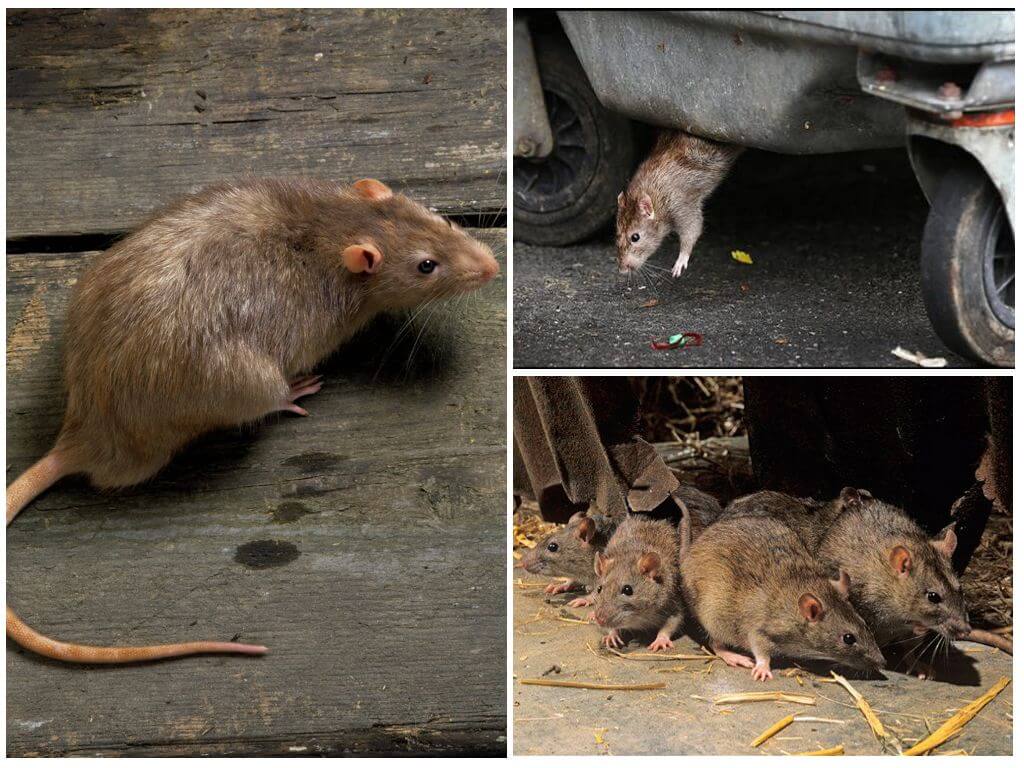 Что едят мыши - в домашних условиях и в дикой природе