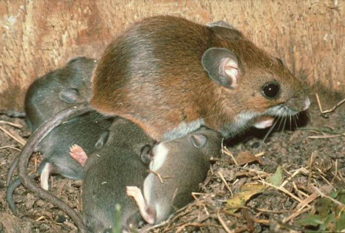 Летучая мышь - виды, где обитают, чем питаются, сколько живут, фото