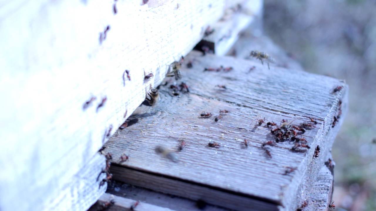 Средства от муравьев в огороде, народные и химические препараты