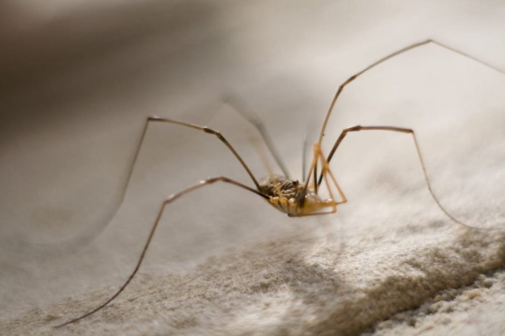 Паук сенокосец — описание паука с длинными ножками