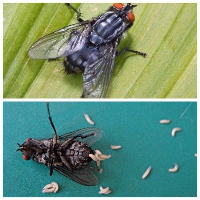 Описание домашней мухи