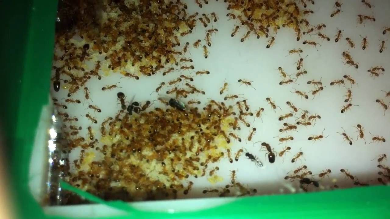 Причины появления муравьев в доме