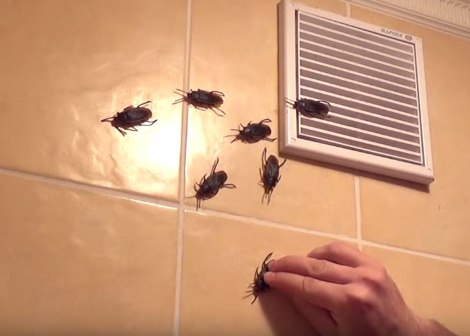 Тараканы от соседей: что делать, если ползут или проникают тараканы в квартиру, куда обращаться и жаловаться на это в 2020 году