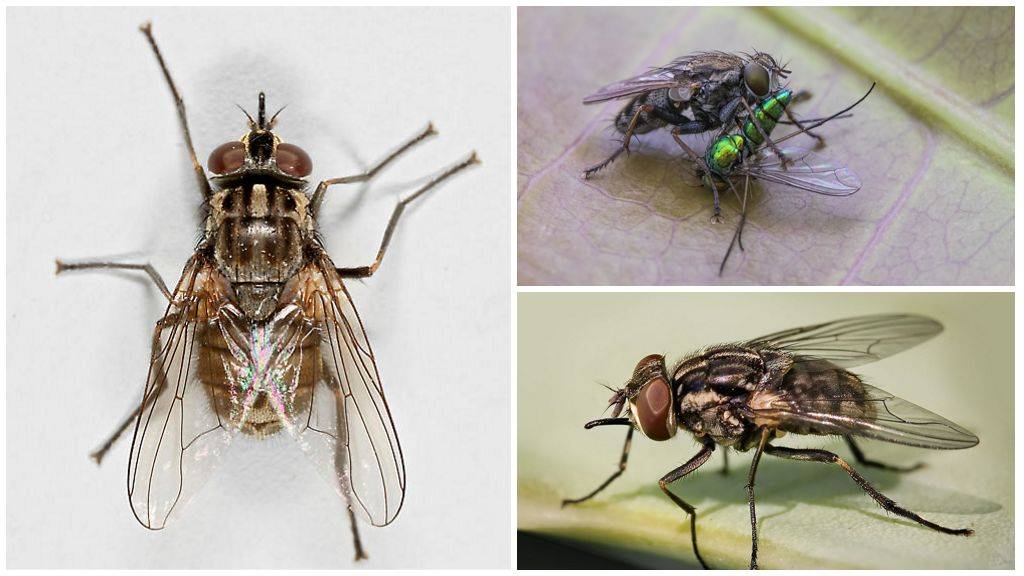 Сколько живут мухи. жизненный цикл мух