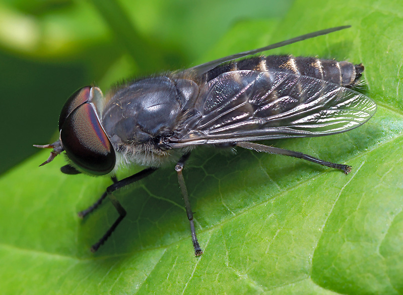 Комнатная муха как называется. Musca domestica комнатная Муха. Мухи гематофаги. Муха (насекомое) Двукрылые. Мушка Bibio.