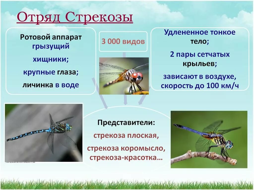Стрекоза - 99 фото очень красивого летающего хищного насекомого