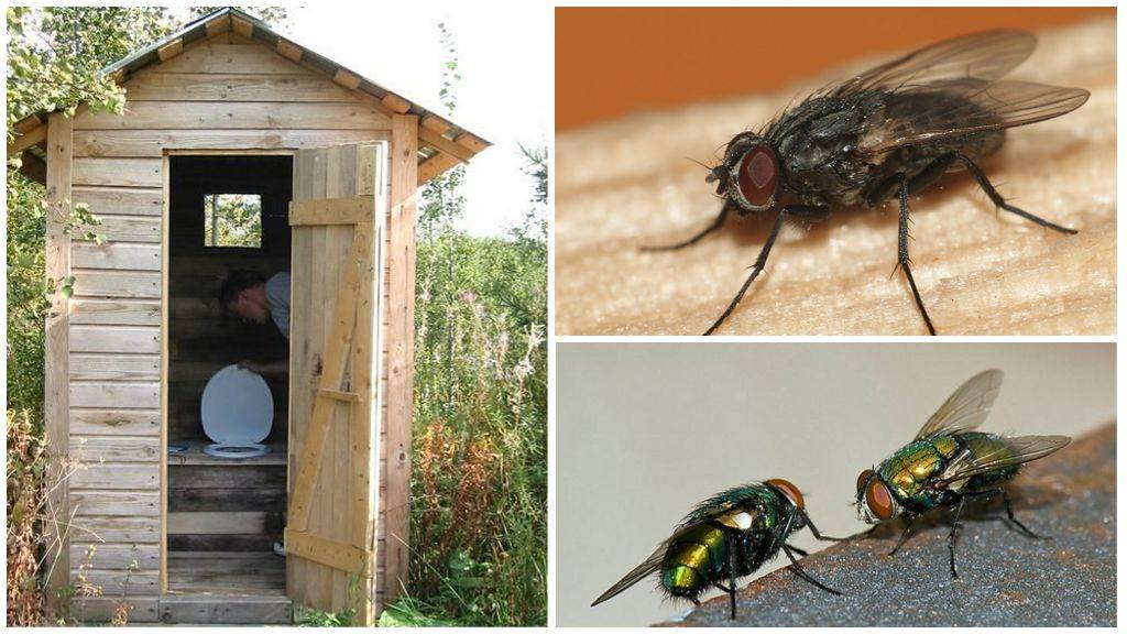 Как избавиться от мух в доме- действенные народные средства