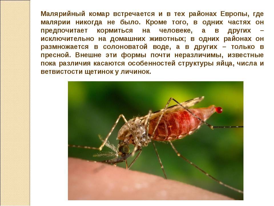 Как избежать укусов малярийного комара, первые признаки малярии и последствия