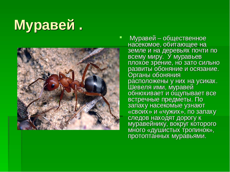 Виды муравьёв в россии: описание особенностей, чем питаются, характеристики и фото