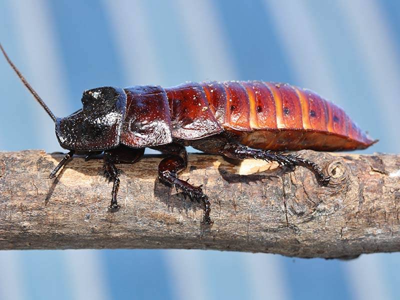 Мраморный таракан | мир животных и растений