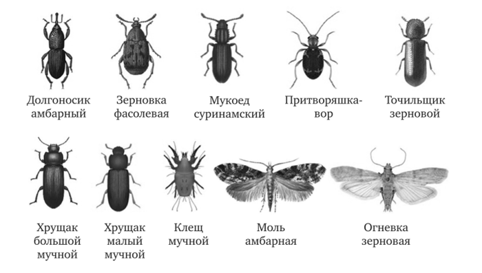 Лучшие народные заменители инсектицидов и фунгицидов
