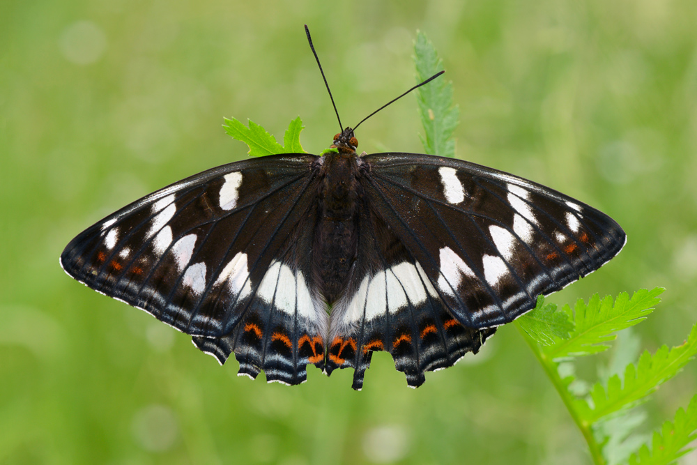 Гусеница и бабочка тутового шелкопряда – фото и описание
