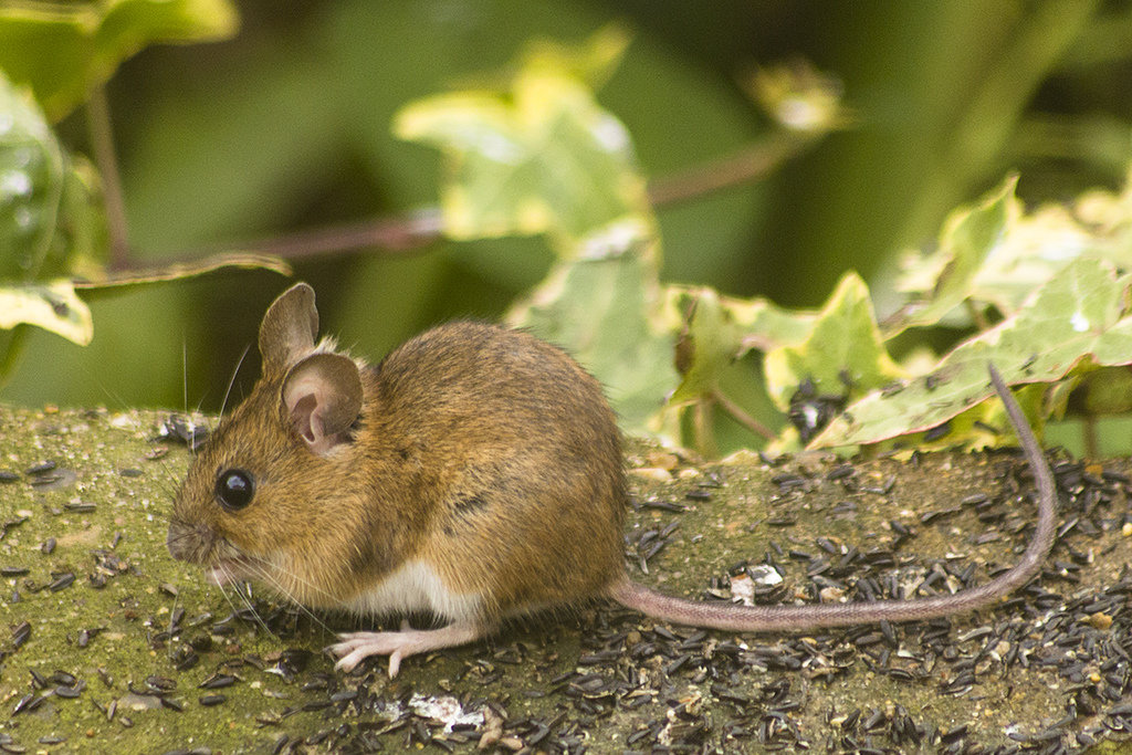 Полевая мышь - фото и описание