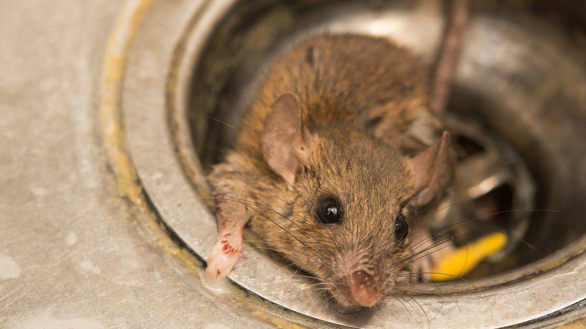 Домовая мышь — википедия
