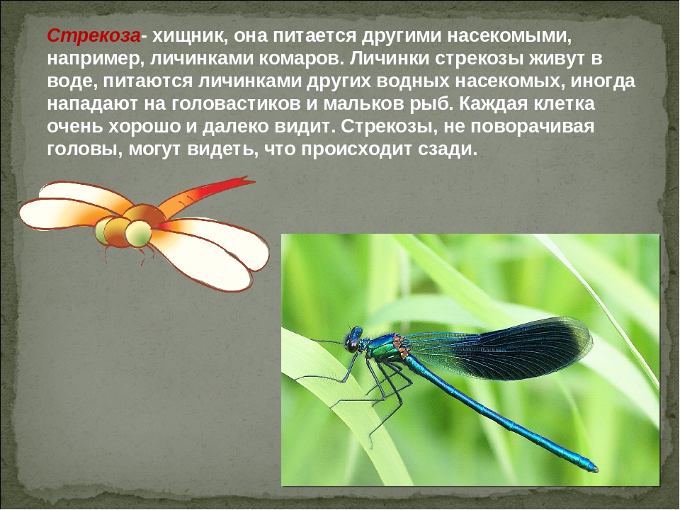 Кто ест комаров и их личинки