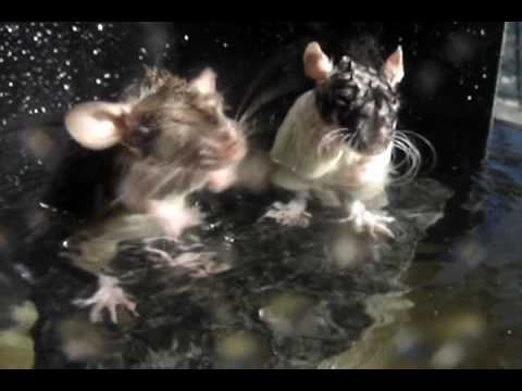 Чего боятся крысы и мыши и как от них избавиться