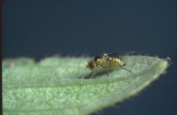 Морковная муха – как с ней бороться. профилактика, препараты и народные средства