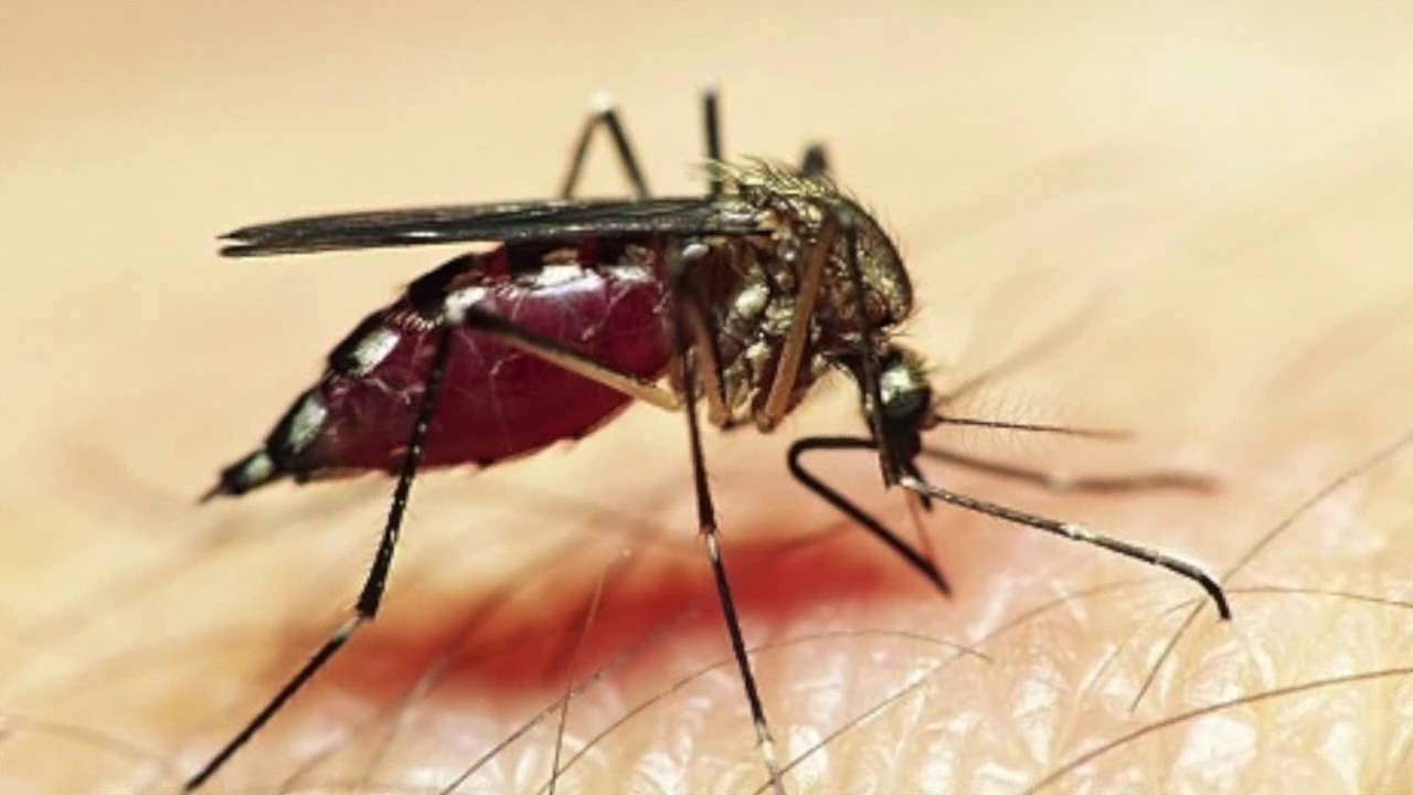 Зачем комары пьют кровь