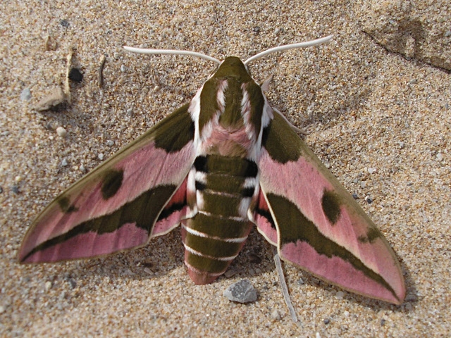 Бабочка бражник - описание, среда обитания, виды