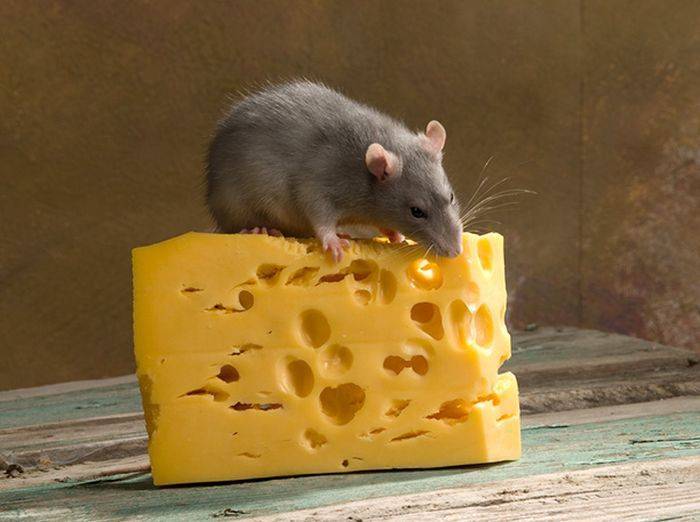 Чем питаются мыши в природе | чем питаются домашние мыши