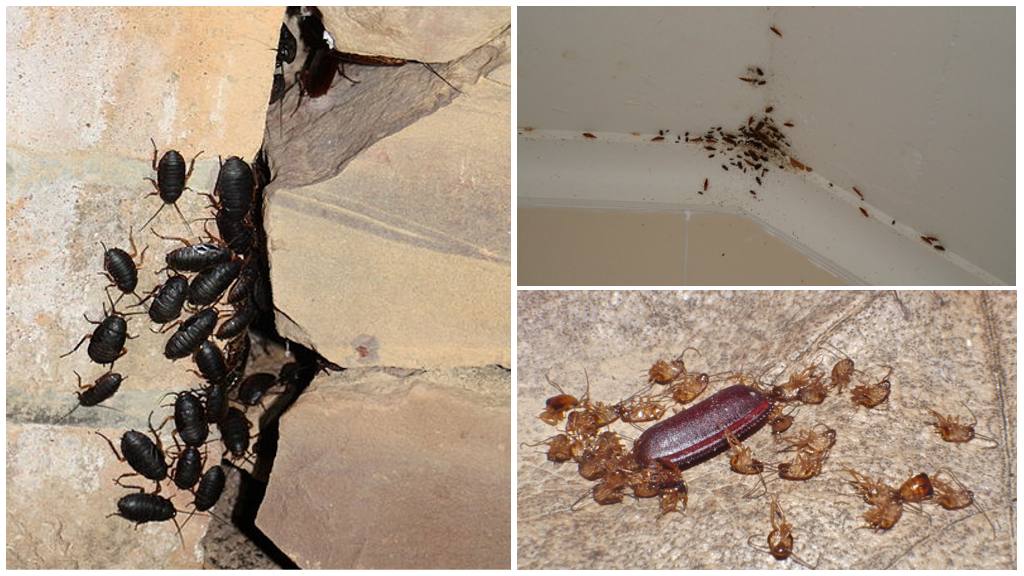 Кто такие черные тараканы и откуда они? как их вывести?