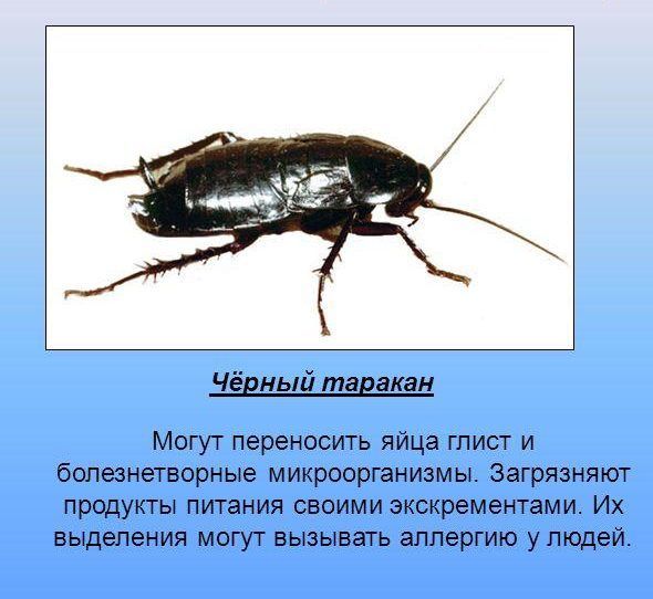 Чем опасны тараканы для человека: вред и болезни