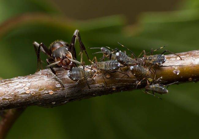 Садовые муравьи вред и польза
