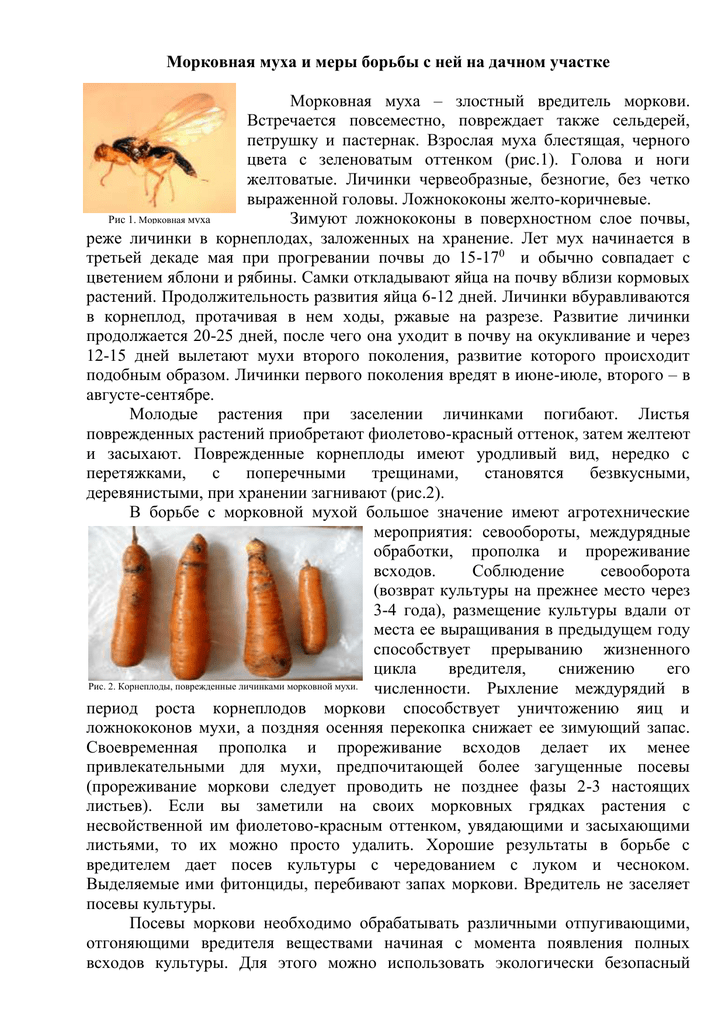 Опасные вредители моркови и борьба с ними