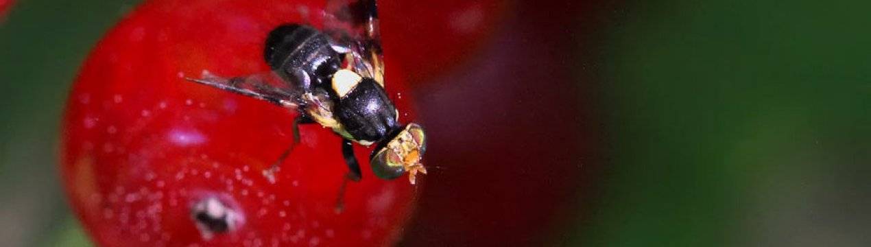 Вишневая муха: причины появления и меры борьбы с вредителем