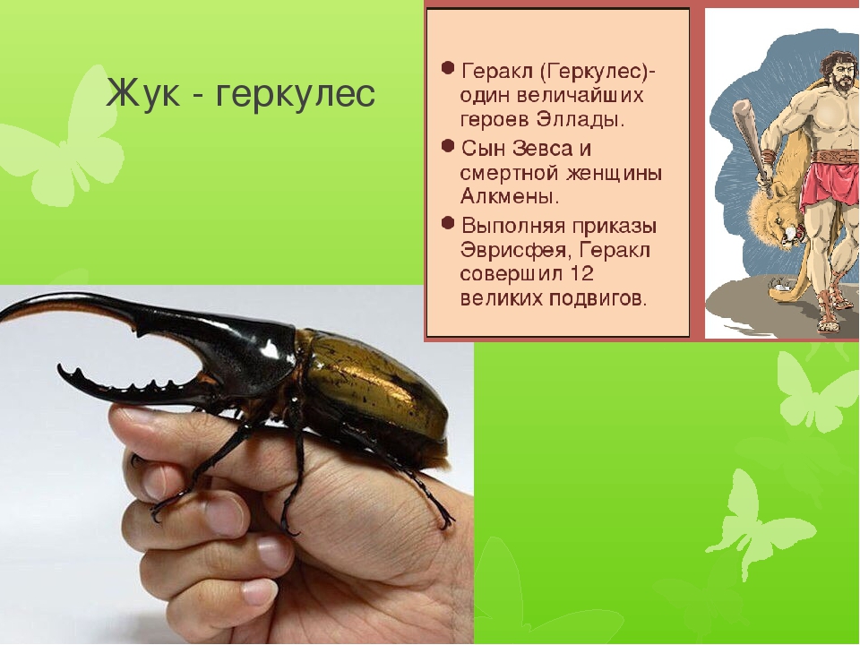 Самый большой жук дровосек-титан, геркулес или большезуб