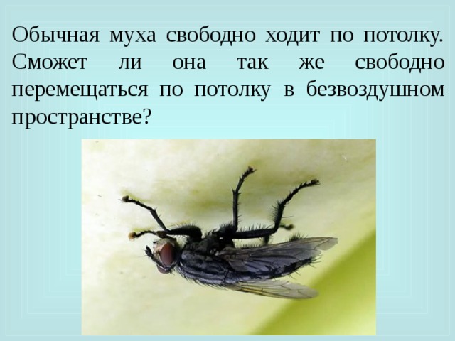 Исследовательская работа на тему " почему муха не падает с потолка". почему муха не падает с потолка? почему муха не падает со стены