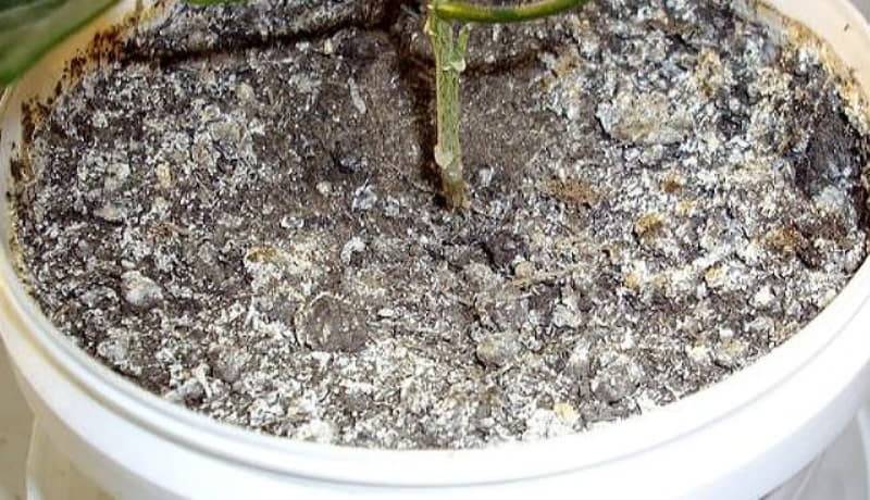 Белый налет на земле в цветочных горшках: почему земля белеет на почве комнатных растений, как избавиться от налета на цветах в комнате, причины появления