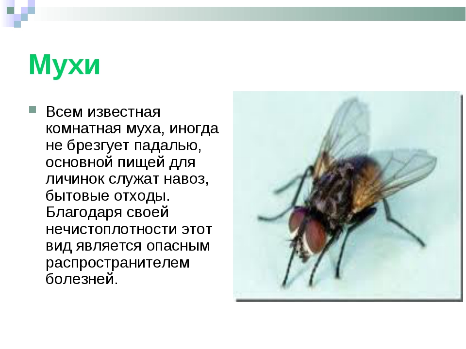 Что мы знаем о домашних мухах?