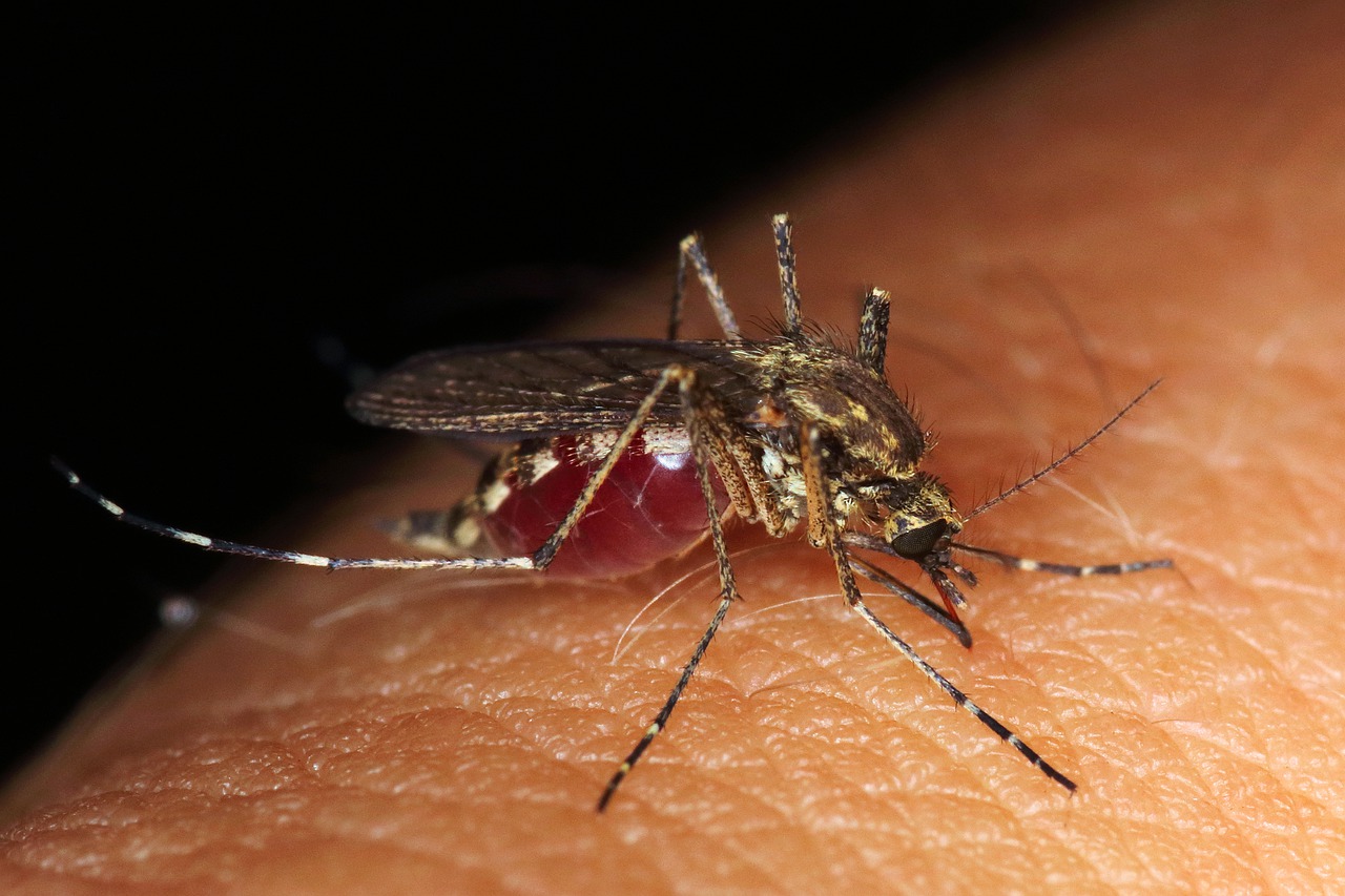 Виды комаров – описание и особенности существования