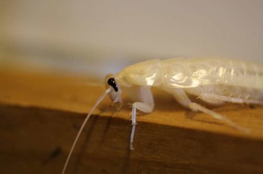 Белый таракан в квартире - что это и почему?
