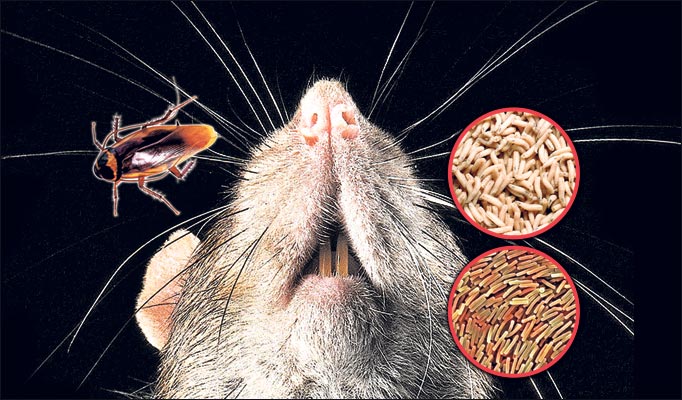 Чем можно заразиться от мышей и крыс? болезни, передающиеся человеку от грызунов. чем можно заразиться от мышей и крыс фекалии мышей