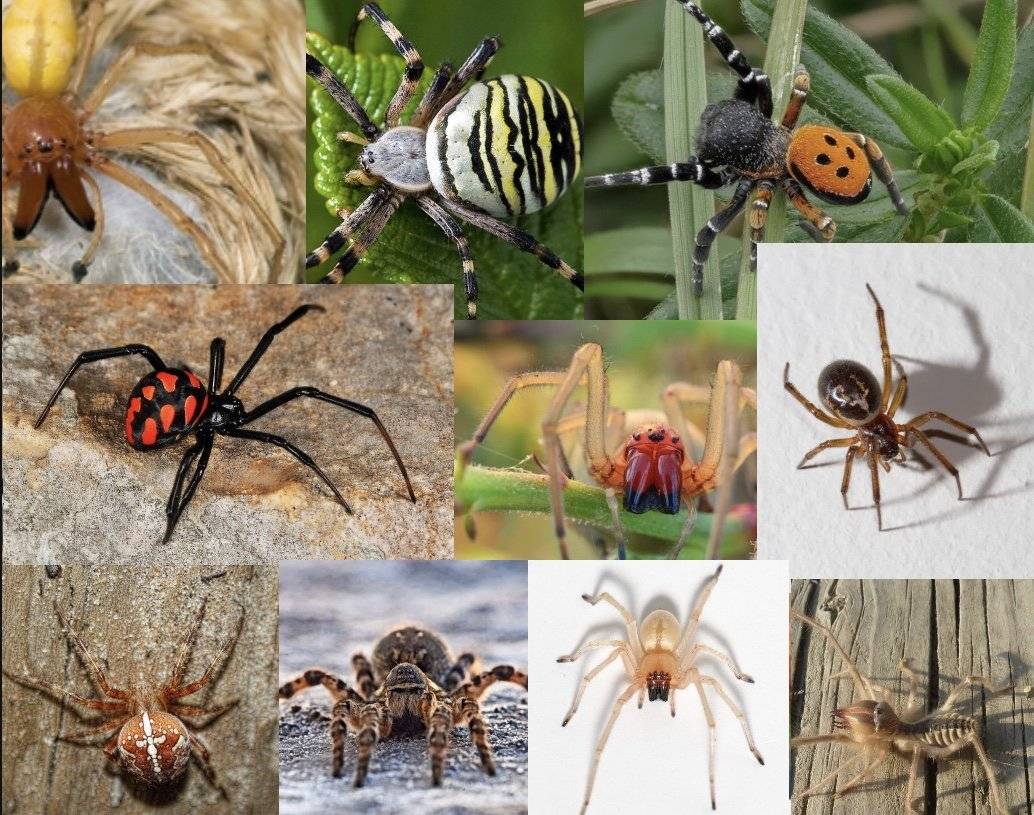 Виды пауков в мире фото с названиями