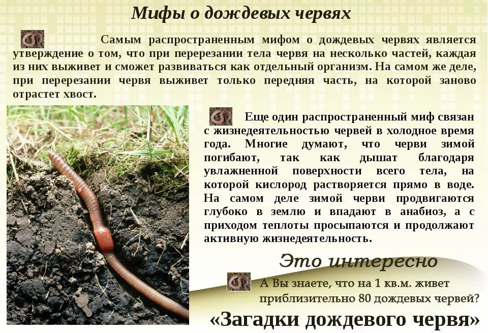 Чем питаются дождевые черви в природе? :: syl.ru